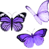 purple_butterflies