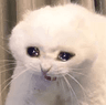 gatosad