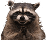 evilracoon