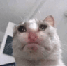 catsad