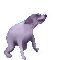 c_discoDog