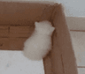 AL_catcorner