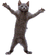 catDance