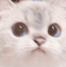 catConcern