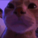 catRave2
