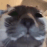 catStare