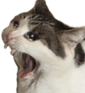 catScream