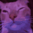 catRave3