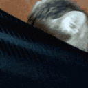 catPeek