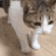 catDeadFast