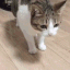 catDead
