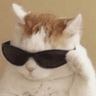 koolcat