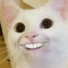 ac_cat_teeth