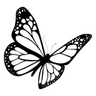 blackbutterfly