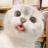 aCatMlem