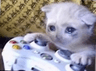 sadcatcontroller