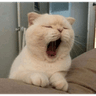 aCatYawns