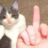 CatFuckYou