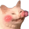 catblush
