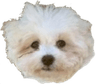 Teddy