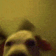 OASIS_dogevibing