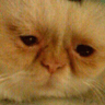 catDead