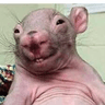 chuckles_the_rat