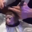 monkeyhaircut