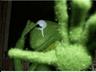 greenhand