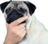 pugthink