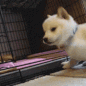 PuppyDogJumpingNoseBoop