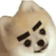 takesiDog