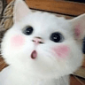 uwu_cutecat