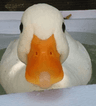 Quack