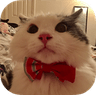 gq_the_cat