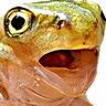 frogpogr