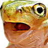 frogpogl