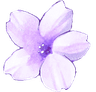 flowerpurple