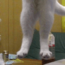 R0_longcat3