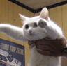 R0_longcat1