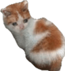 SCsmolSAD