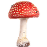 amanitamuscaria