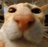 6979catsniff