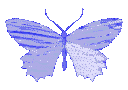 zaddybutterfly