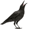 pvu01