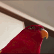 parrotlaugh