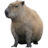 capybara1