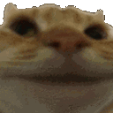 Catno