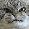 angryjohncat
