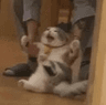 angykitteh